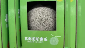 COSTCO 好市多 北海道哈密瓜 新上架|好市多 北海道哈密瓜 日本空運橘肉哈密瓜1.5公斤,好市多 北海道哈密瓜 夏季水果送禮推薦 image 1