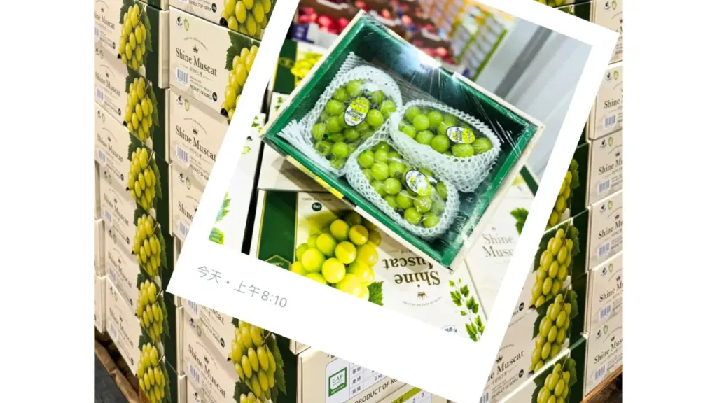 COSTCO 好市多 韓國 麝香葡萄 賣場新發現 Korean Muscat Grape｜COSTCO 好市多 韓國 麝香葡萄 Shine Muscat 2公斤裝，COSTCO 好市多 韓國 麝香葡萄 香甜脆口、挑選保存與價格整理 #706826 image 1