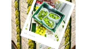 COSTCO 好市多 韓國 麝香葡萄 賣場新發現 Korean Muscat Grape|COSTCO 好市多 韓國 麝香葡萄 Shine Muscat 2公斤裝,COSTCO 好市多 韓國 麝香葡萄 香甜脆口、挑選保存與價格整理 #706826 image 1